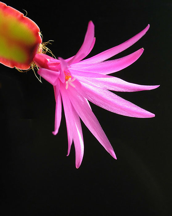 %_tempFileNameIMG_1930%