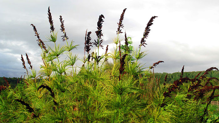 %_tempFileNameIMG_2650%