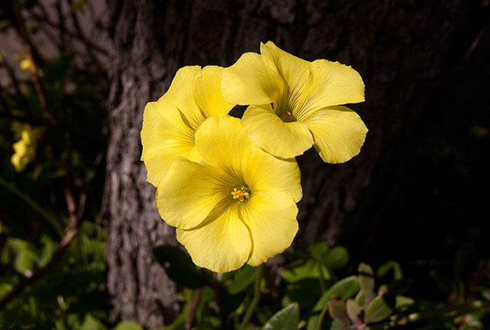 %_tempFileNameIMG_2772%