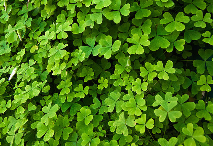 %_tempFileNameclover_2741%